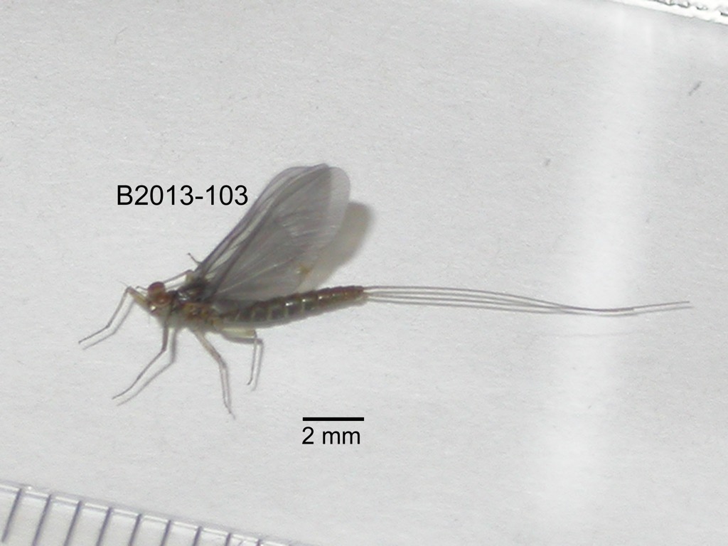 lateral