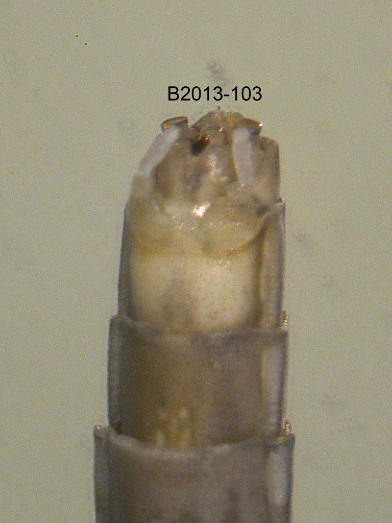 genitalia ventral