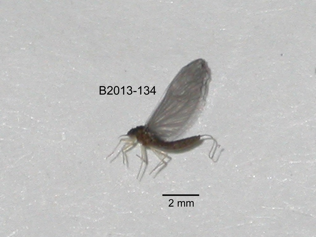 lateral