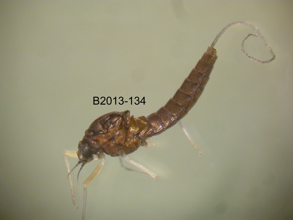 lateral