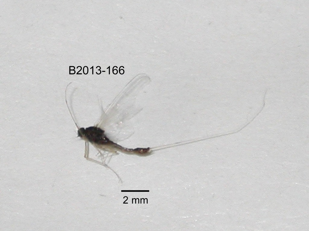 lateral