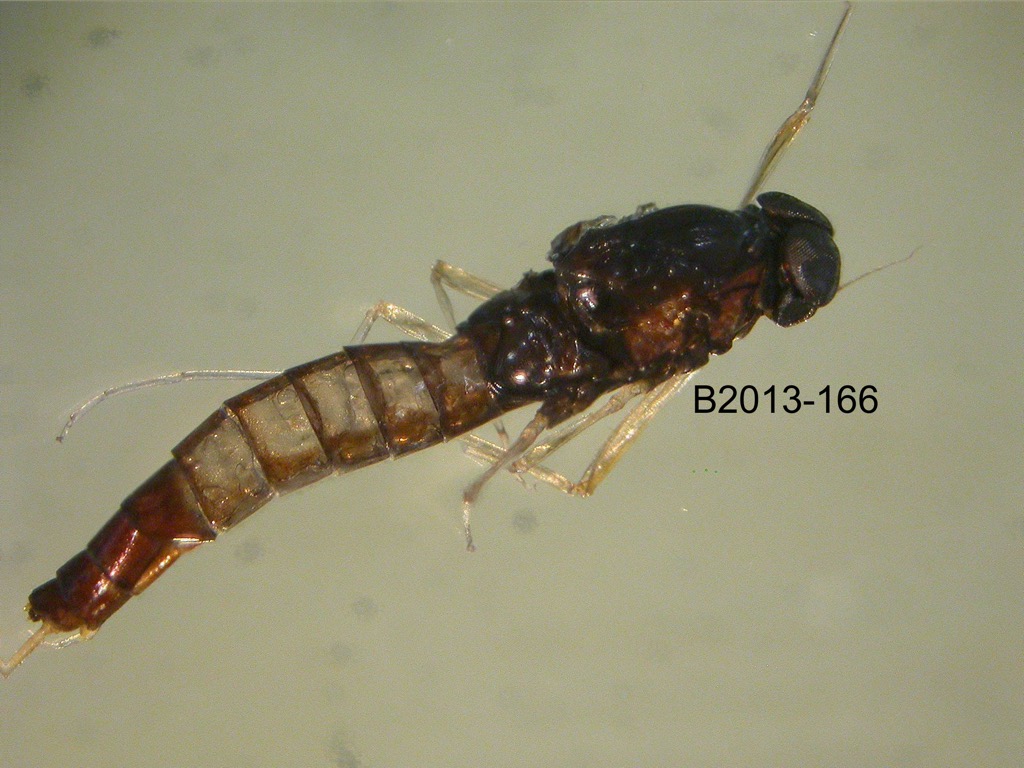 lateral
