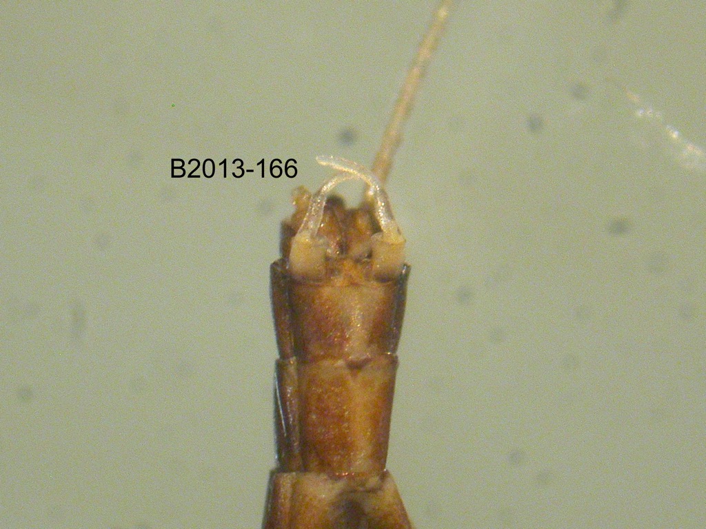genitalia ventral