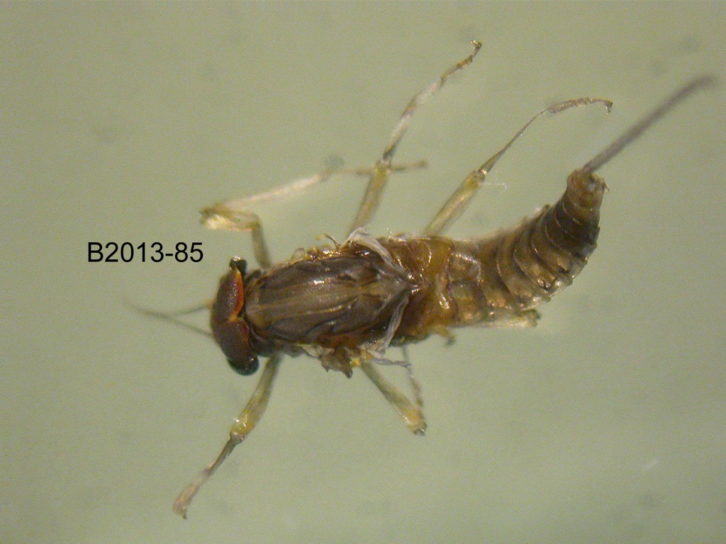 dorsal