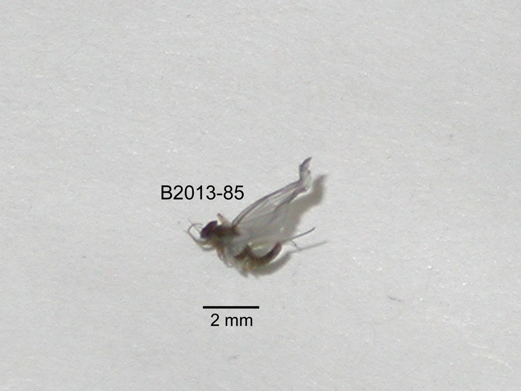 lateral