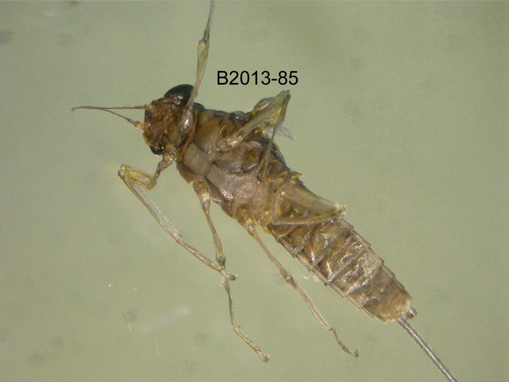 ventral