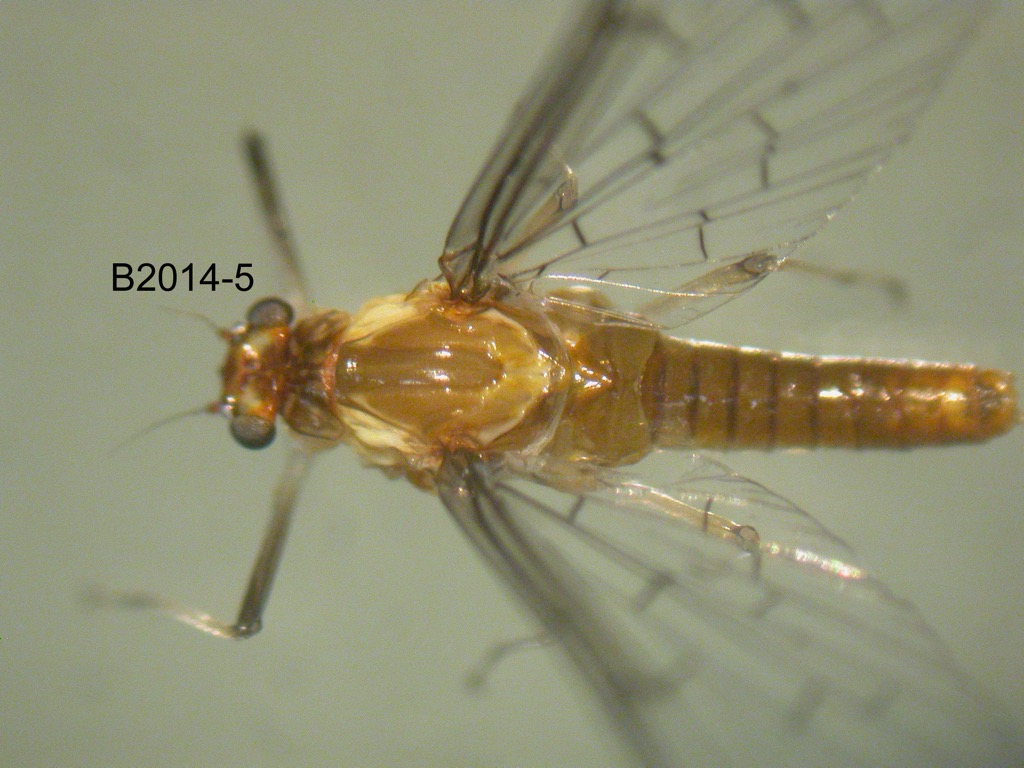 dorsal