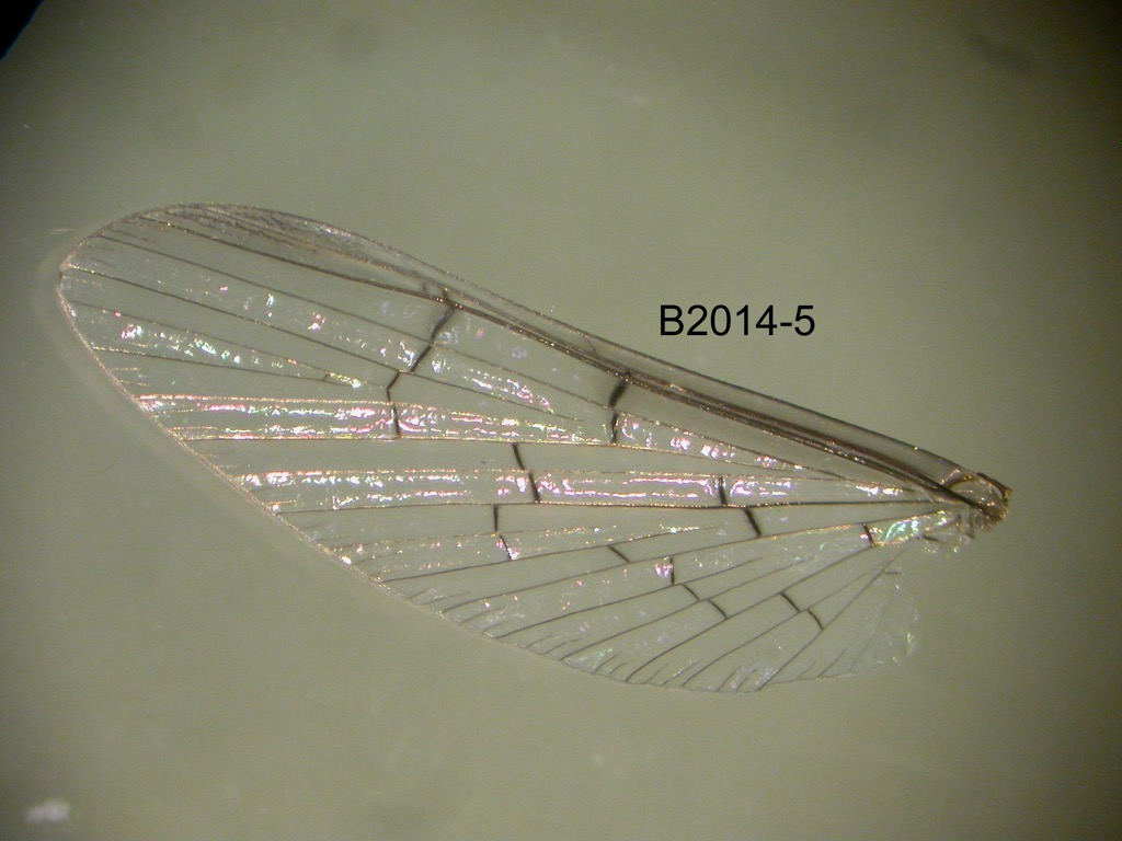 forewing