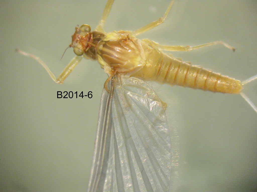 dorsal