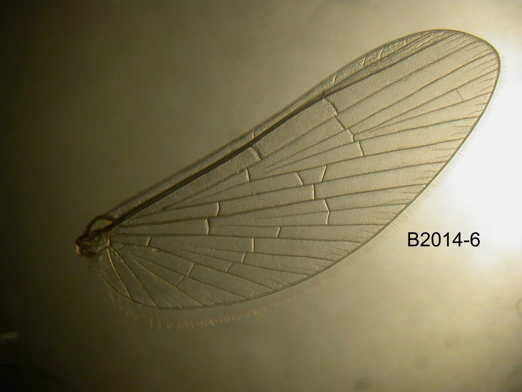 forewing