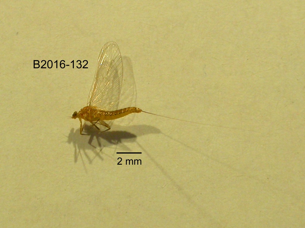 lateral