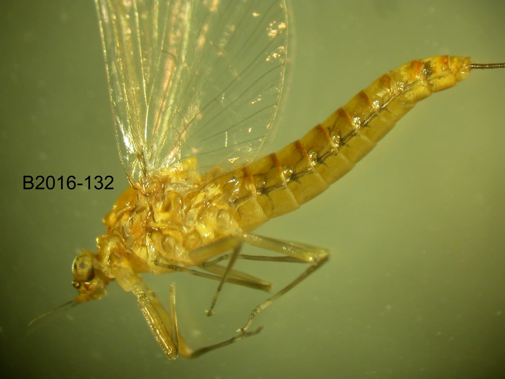 lateral