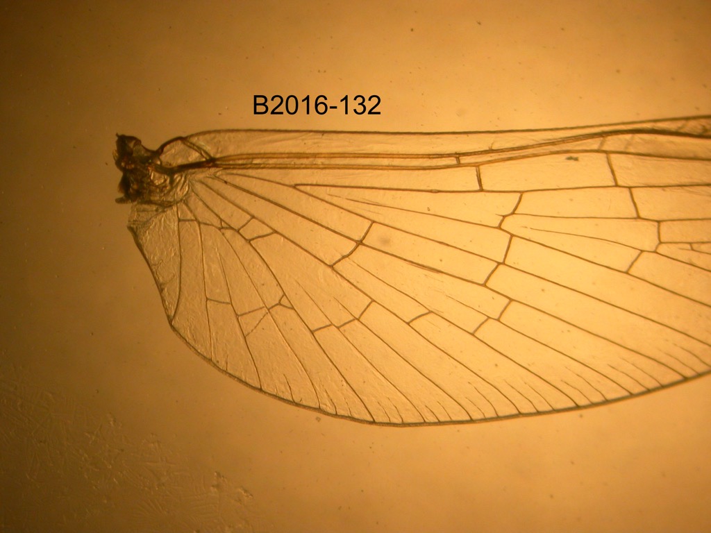 forewing