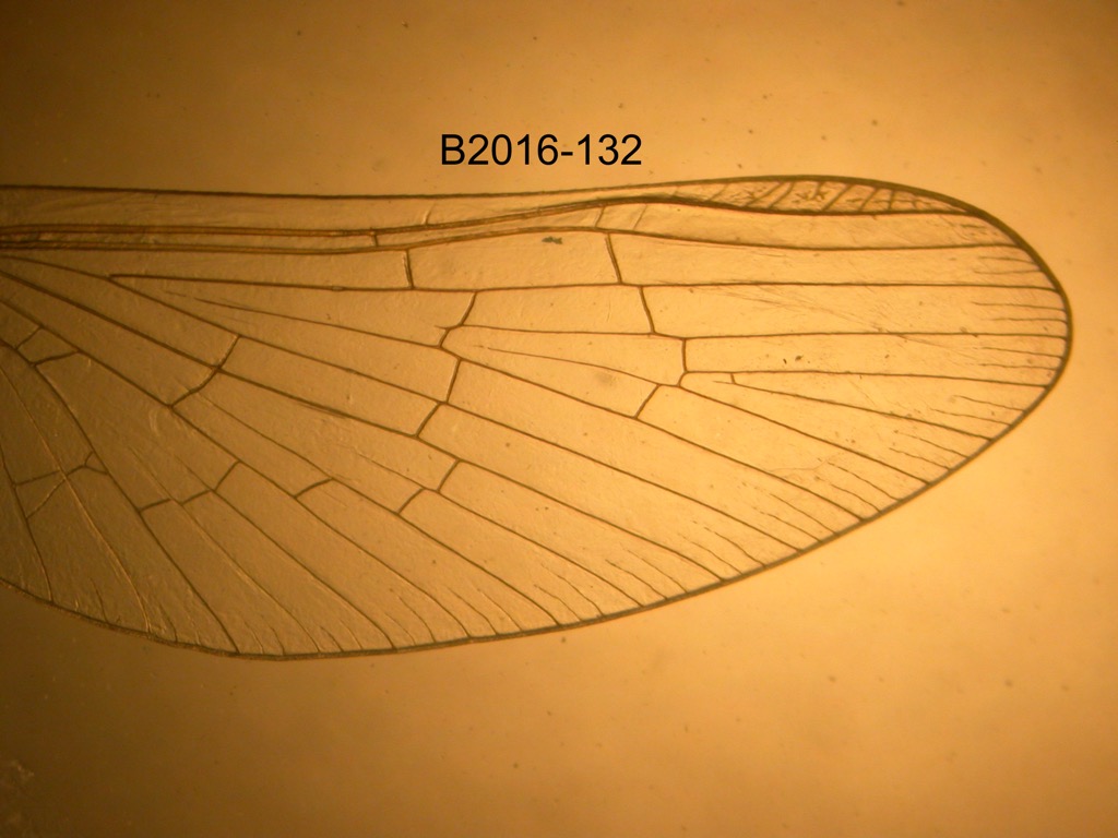 forewing