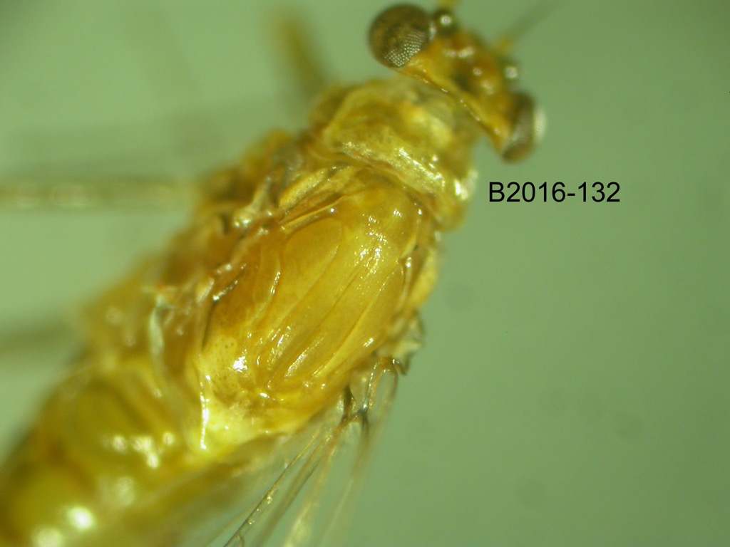 head and thorax dorsal