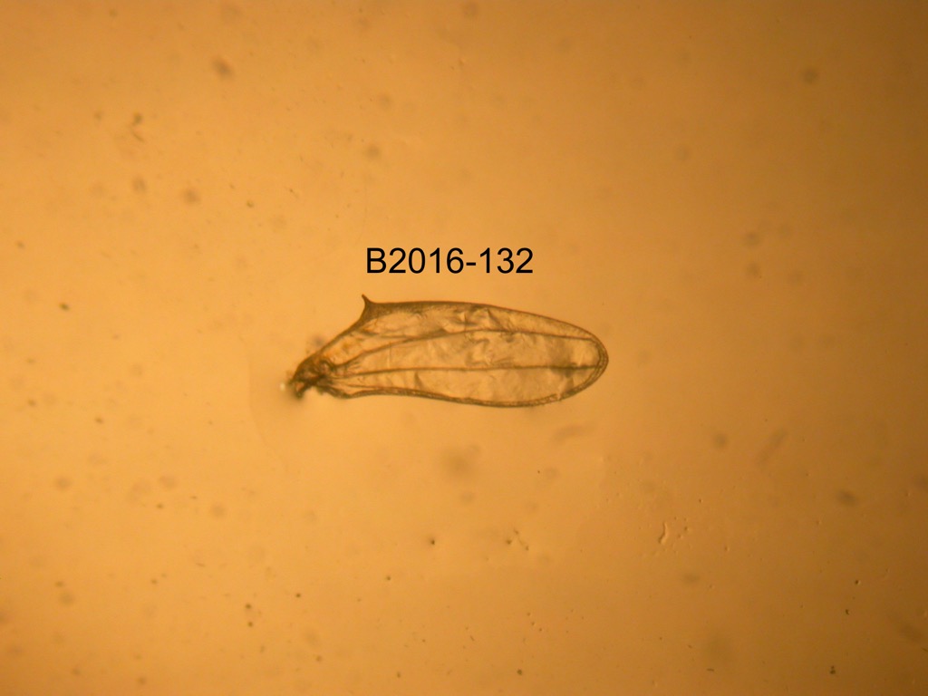 hindwing