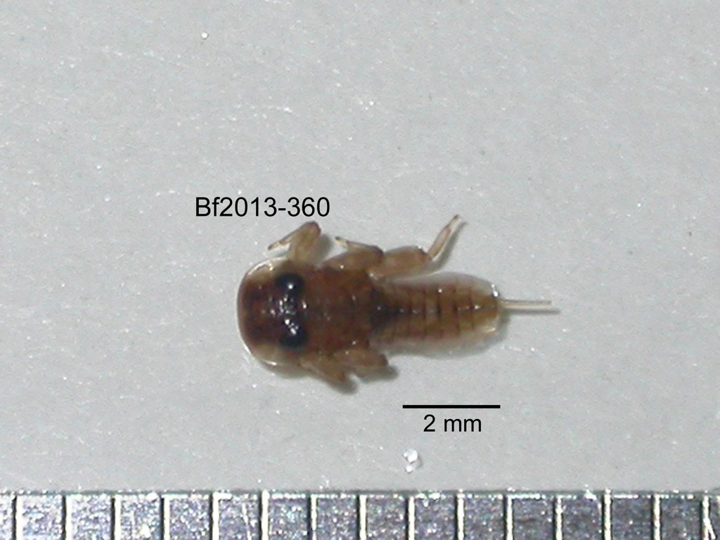 dorsal