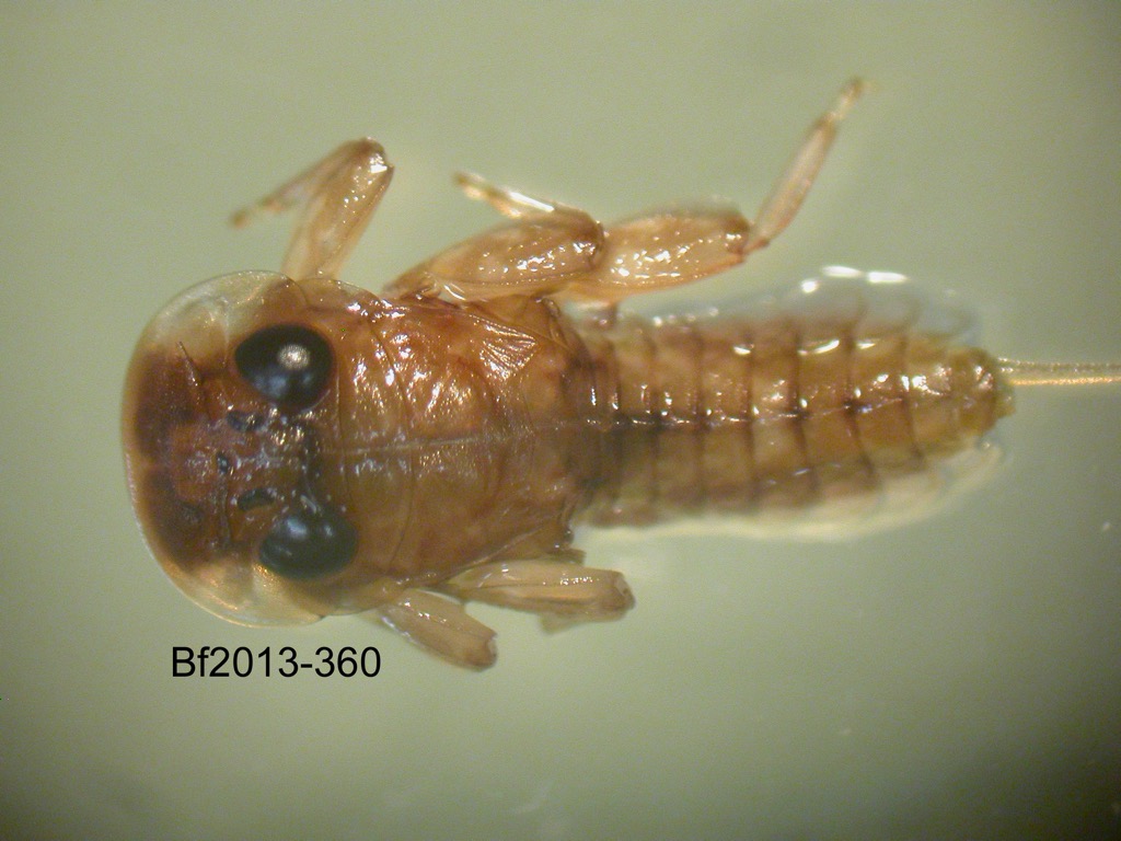 dorsal