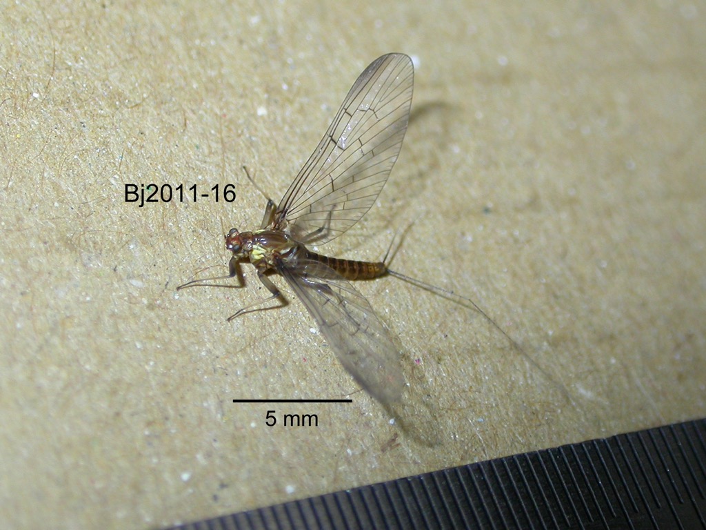 dorsal