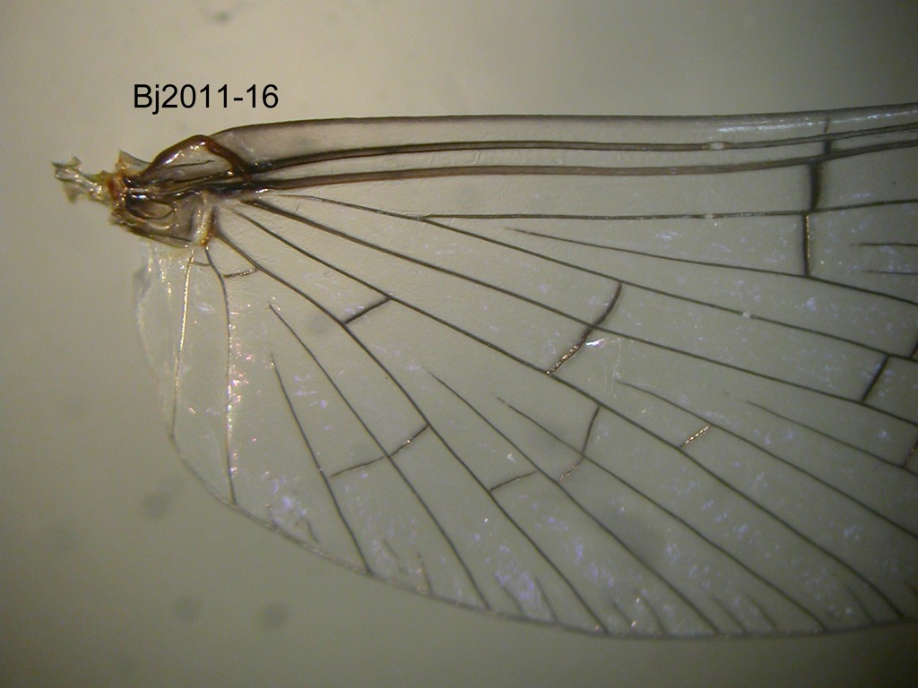 forewing