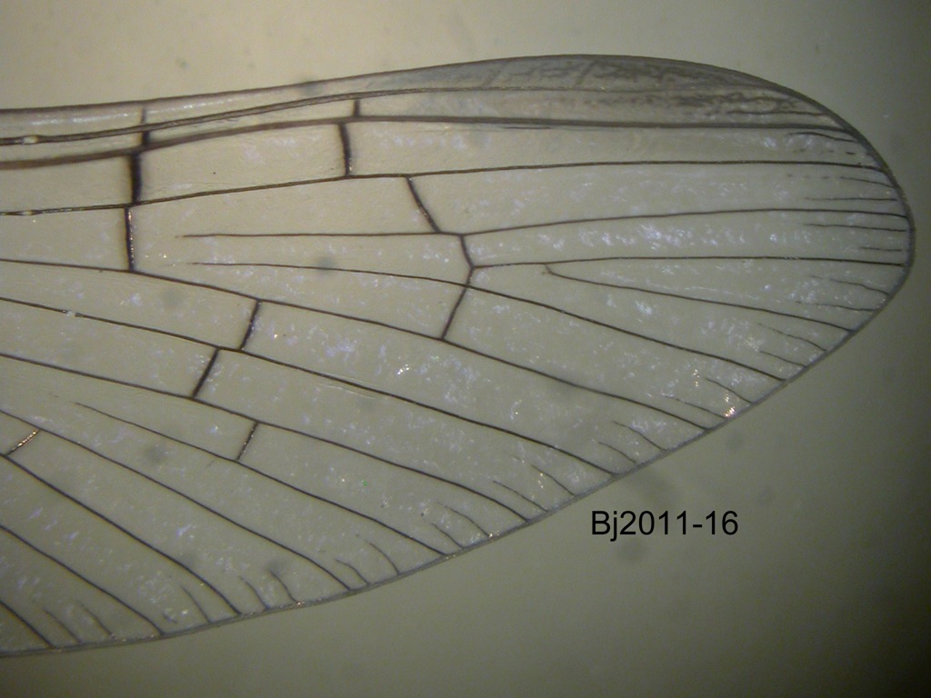 forewing