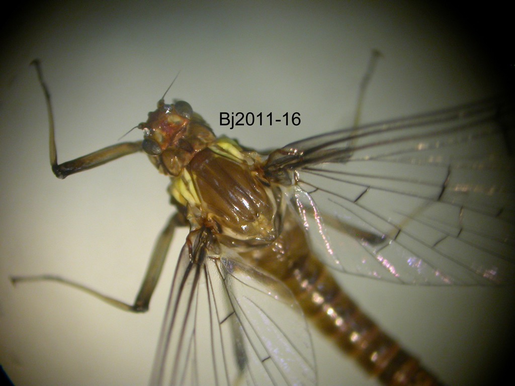 head and thorax dorsal