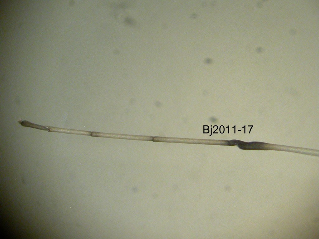 foreleg