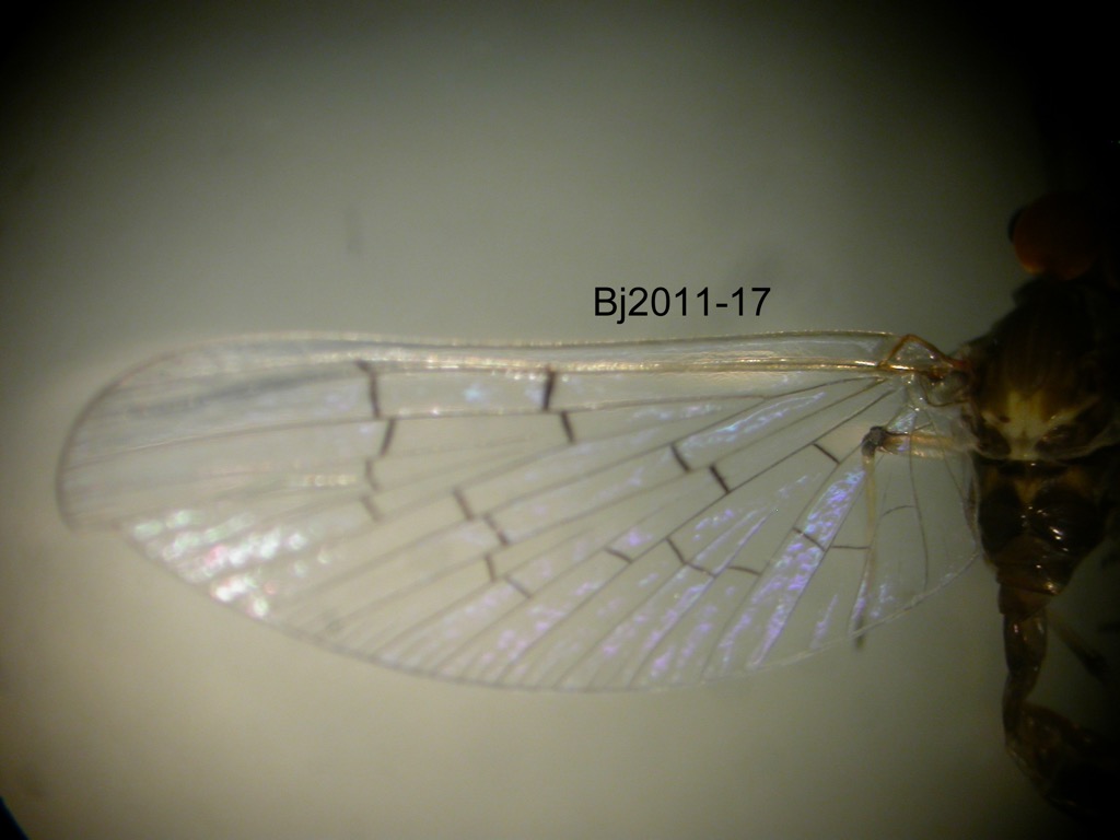 forewing