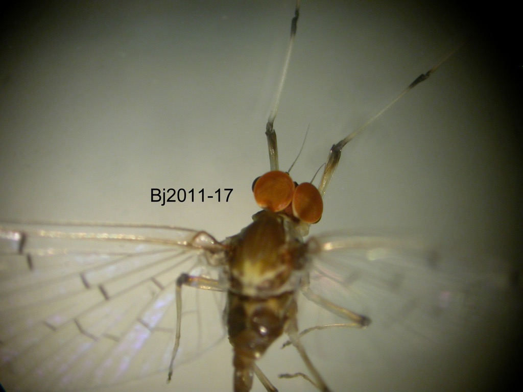 head and thorax dorsal