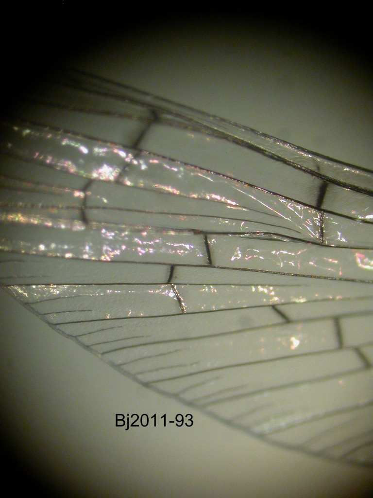 forewing