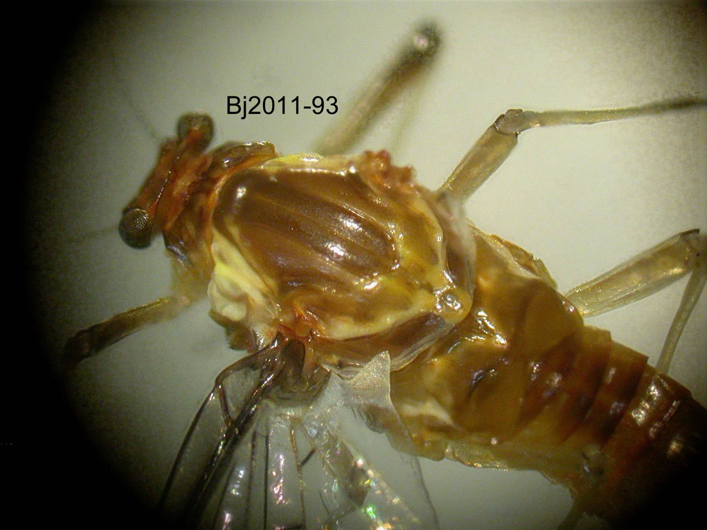 head and thorax dorsal
