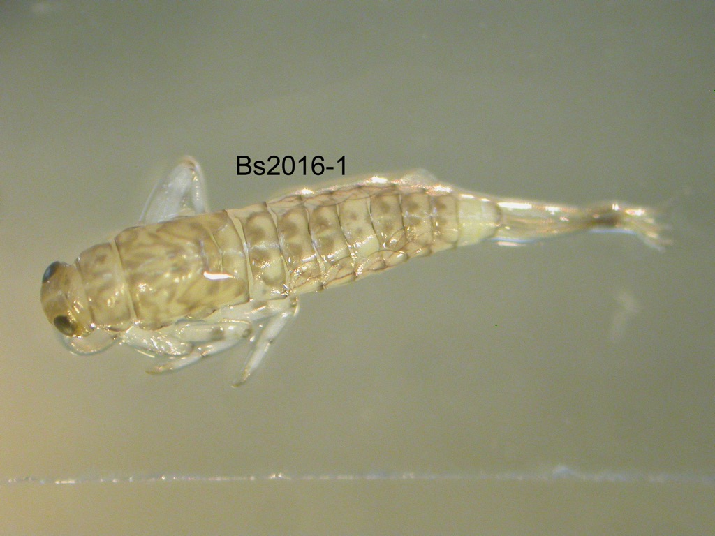 dorsal