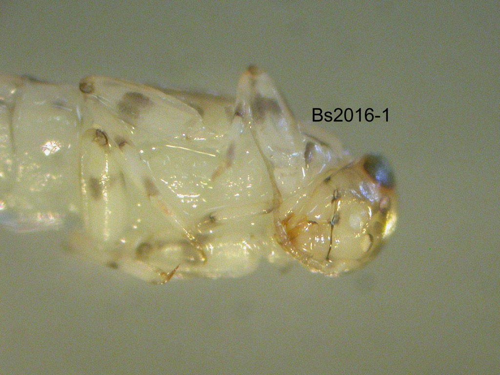 head and thorax ventral