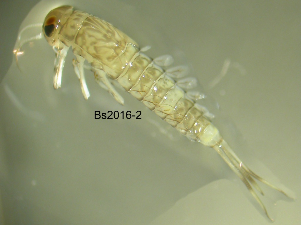 dorsal