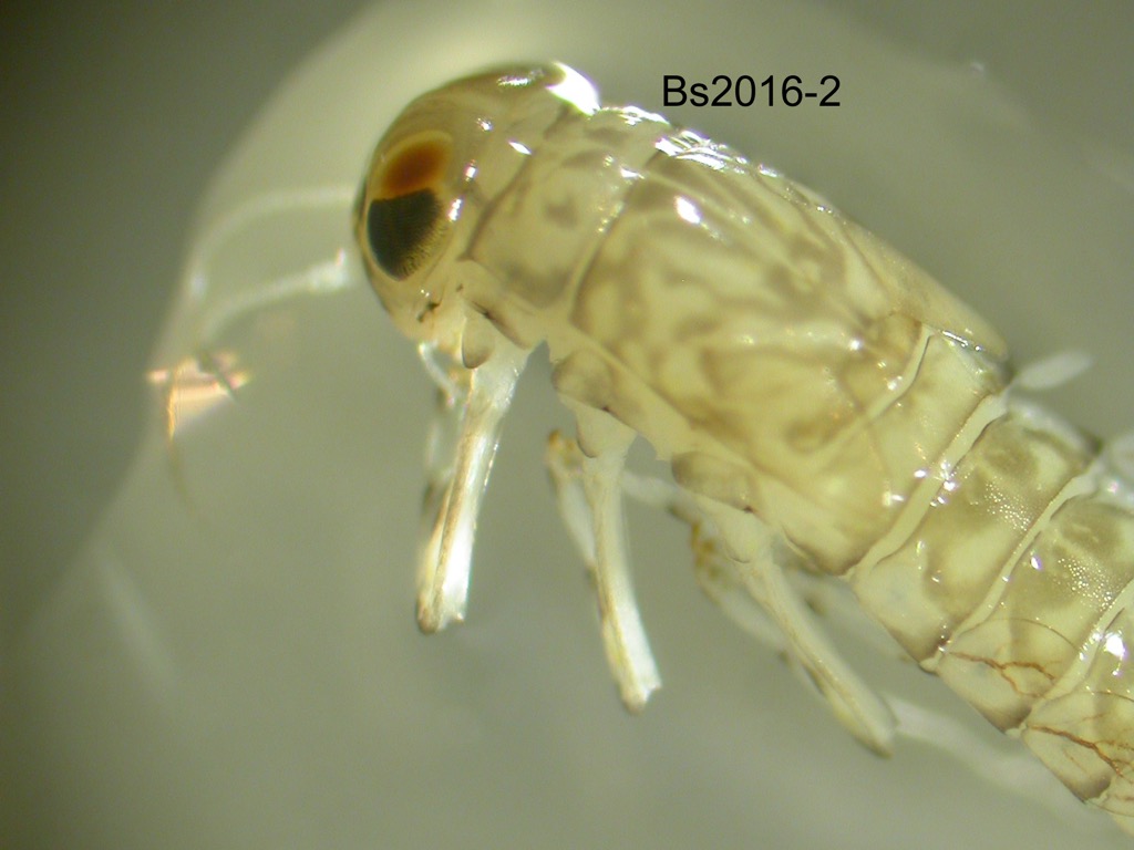 head and thorax dorsal