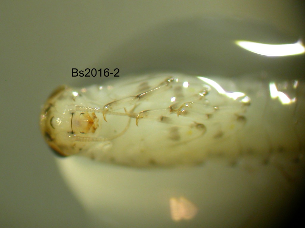 head and thorax ventral