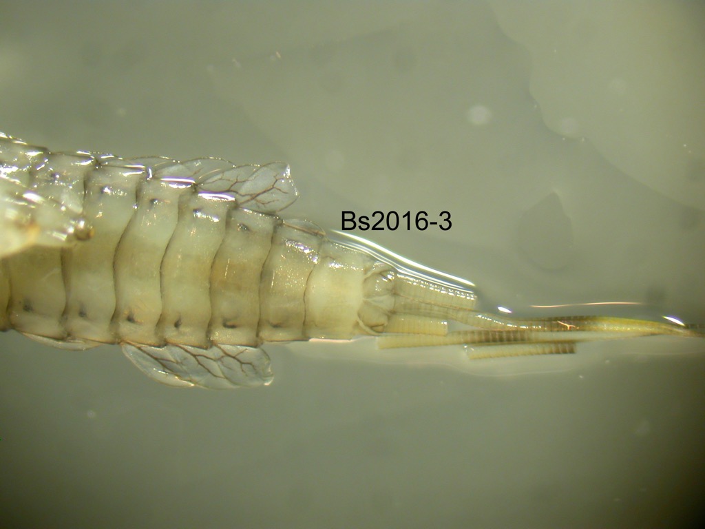 abdomnial apex ventral
