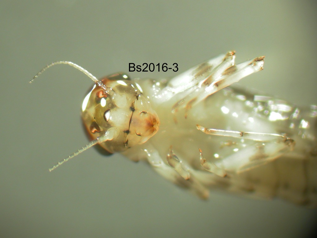 head and thorax ventral