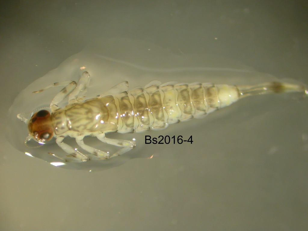 dorsal