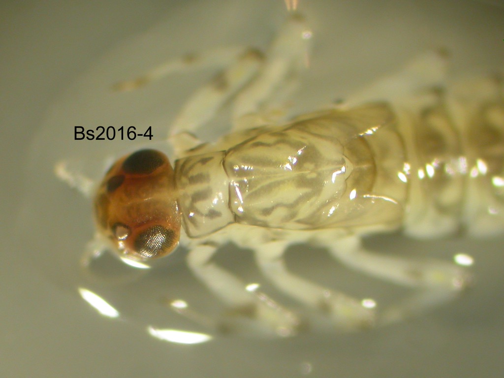 head and thorax dorsal