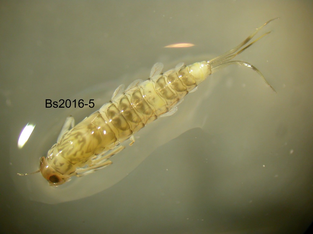 dorsal