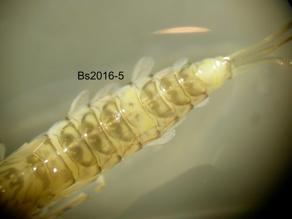 abdomen dorsal