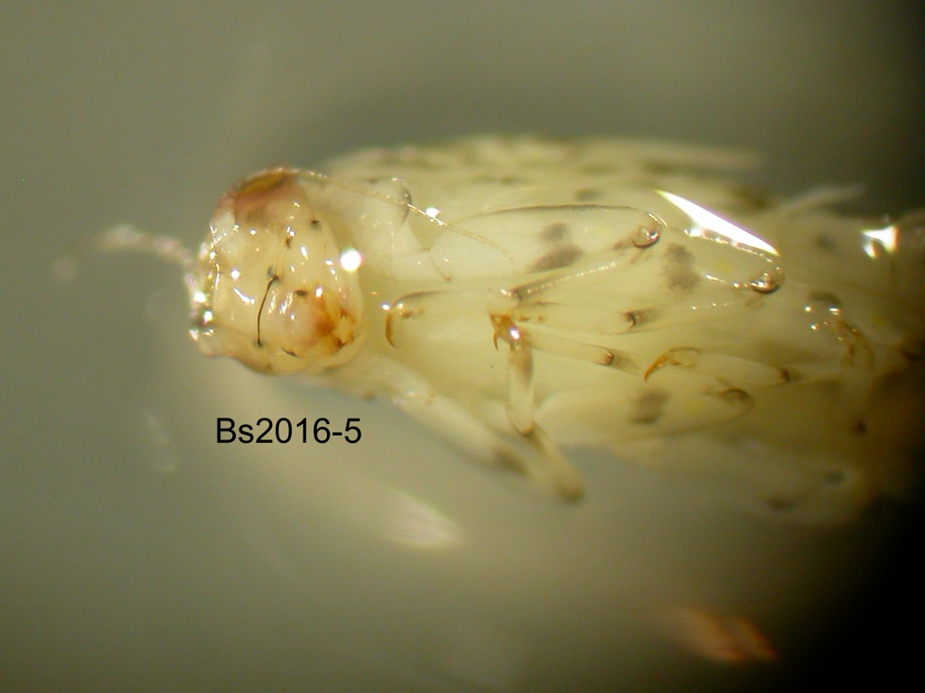 head and thorax ventral