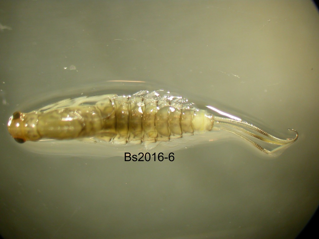dorsal