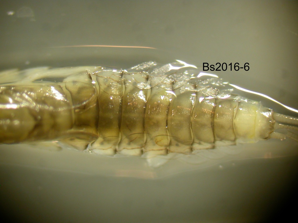 abdomen dorsal