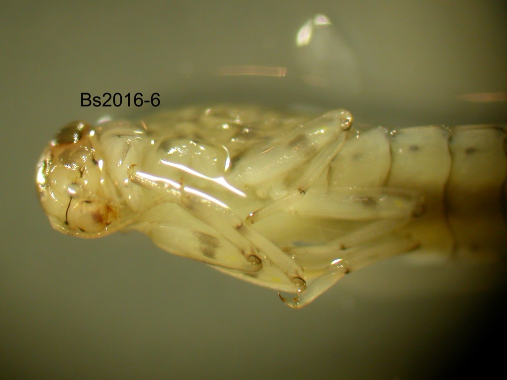 head and thorax ventral
