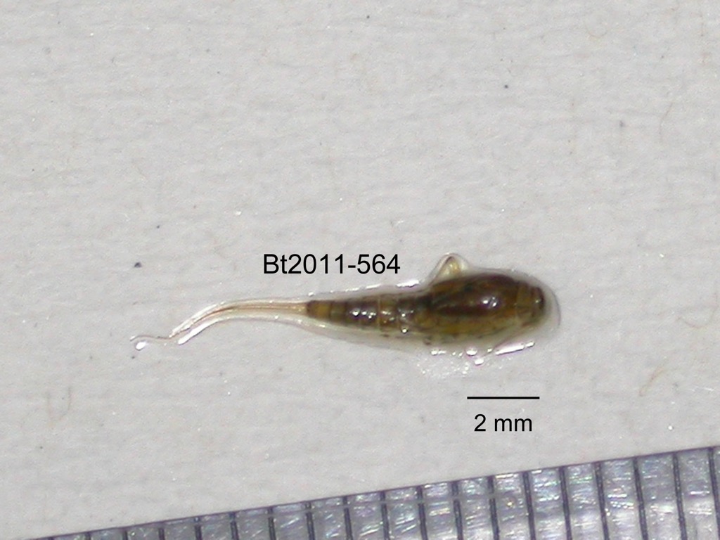 dorsal