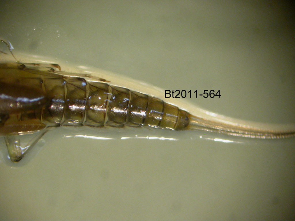 abdomen dorsal