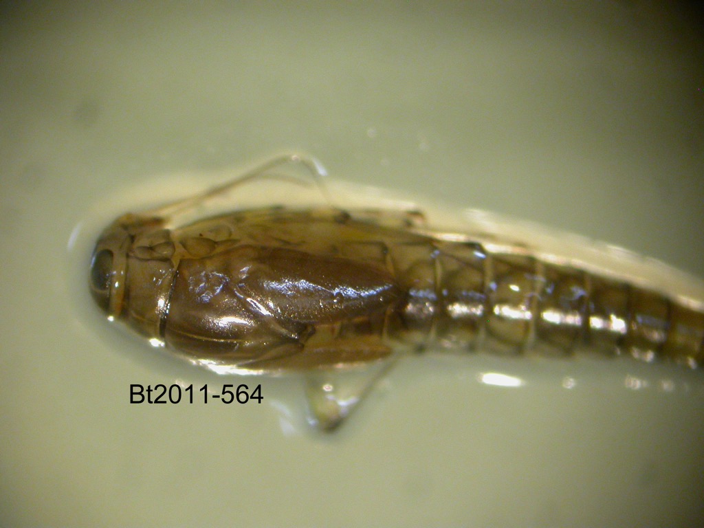 head and thorax dorsal