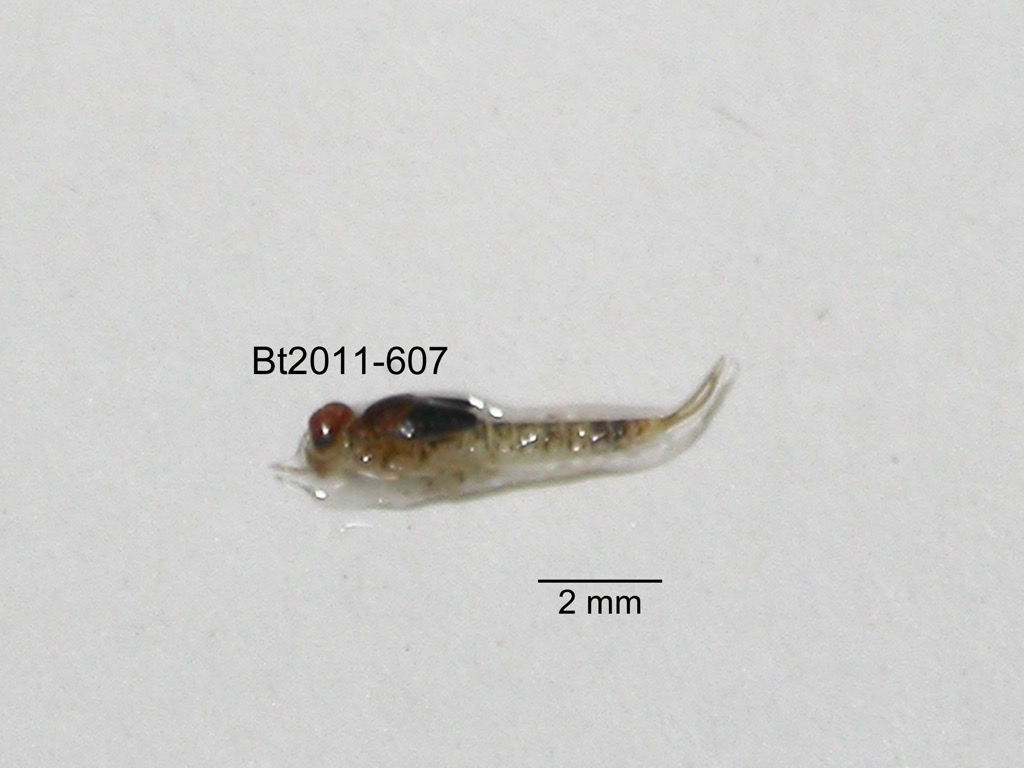 dorsal